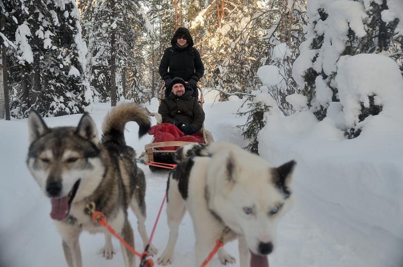 Finland0161.jpg - Husky Sleigh Ride