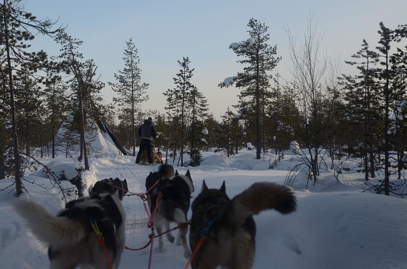 Finland0162.jpg - Husky Sleigh Ride