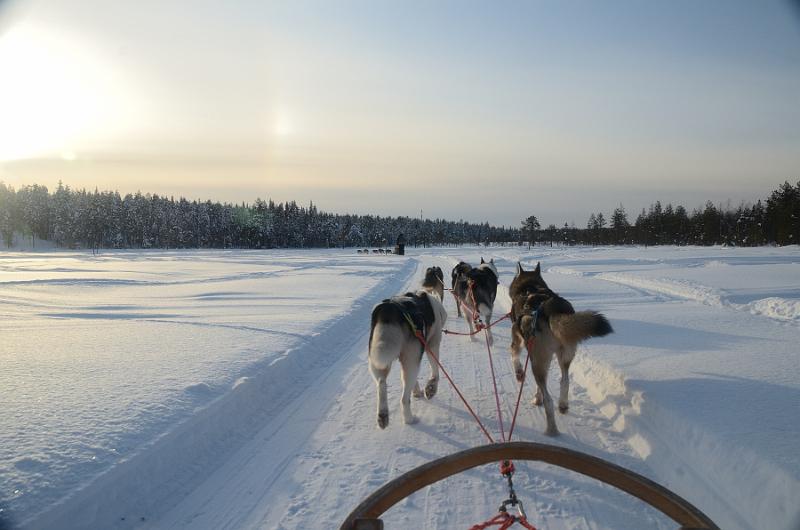 Finland0163.jpg - Husky Sleigh Ride