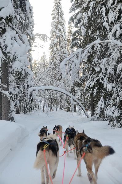Finland0164.jpg - Husky Sleigh Ride