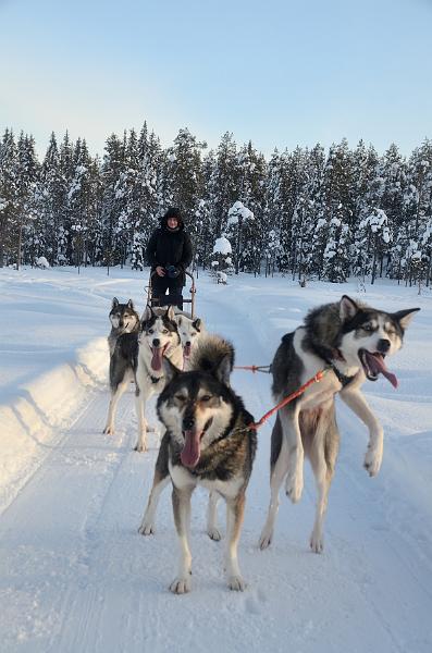 Finland0166.jpg - Husky Sleigh Ride