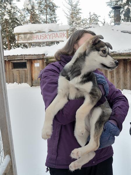 Finland0169.jpg - Husky Park