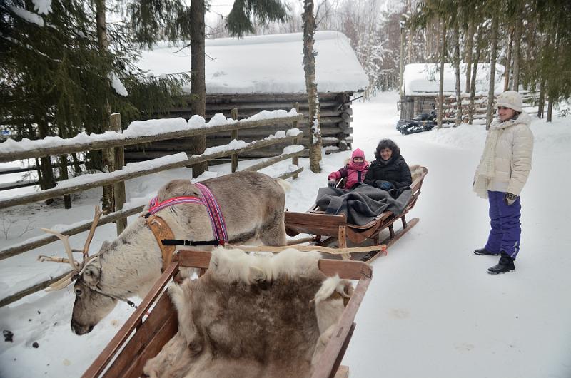 Finland0185.jpg - Reindeers sleigh ride