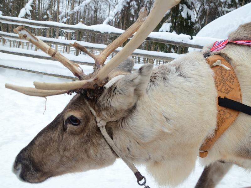 Finland0188.jpg - Reindeers sleigh ride
