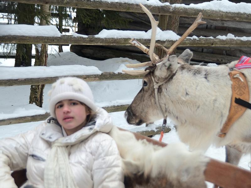 Finland0193.jpg - Reindeers sleigh ride