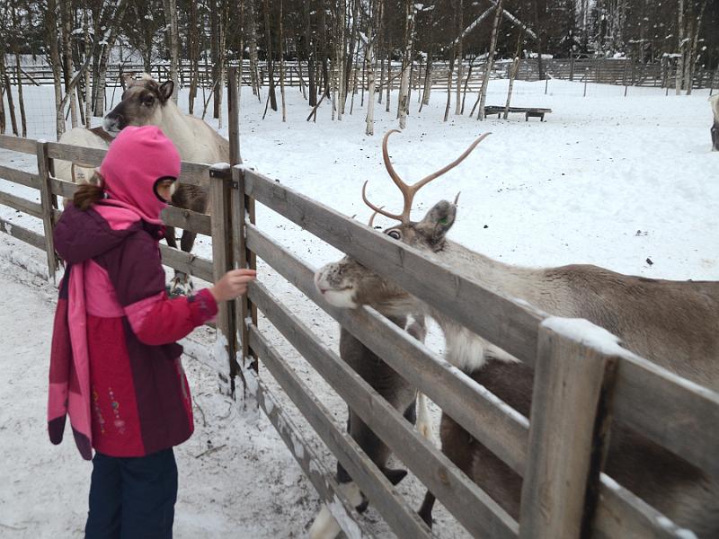 Finland0196.jpg - Reindeers park