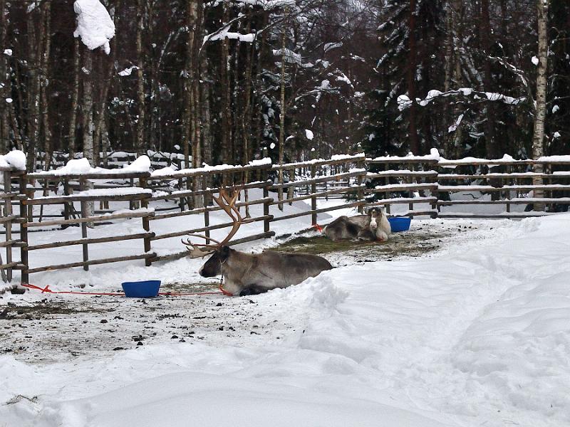 Finland0199.jpg - Reindeers park