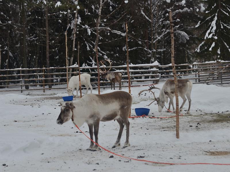 Finland0200.jpg - Reindeers park