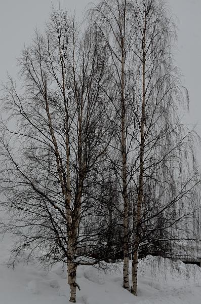 Finland0300.jpg - On the way to Ranua Wildlife Park 