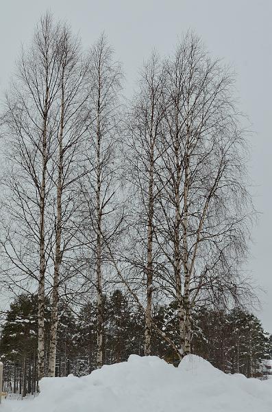 Finland0302.jpg - On the way to Ranua Wildlife Park 