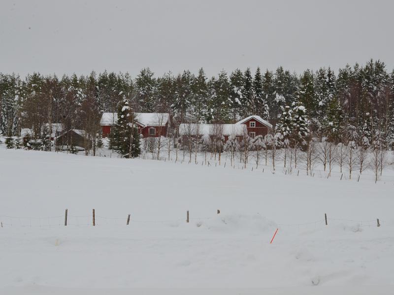 Finland0305.jpg - On the way to Ranua Wildlife Park 