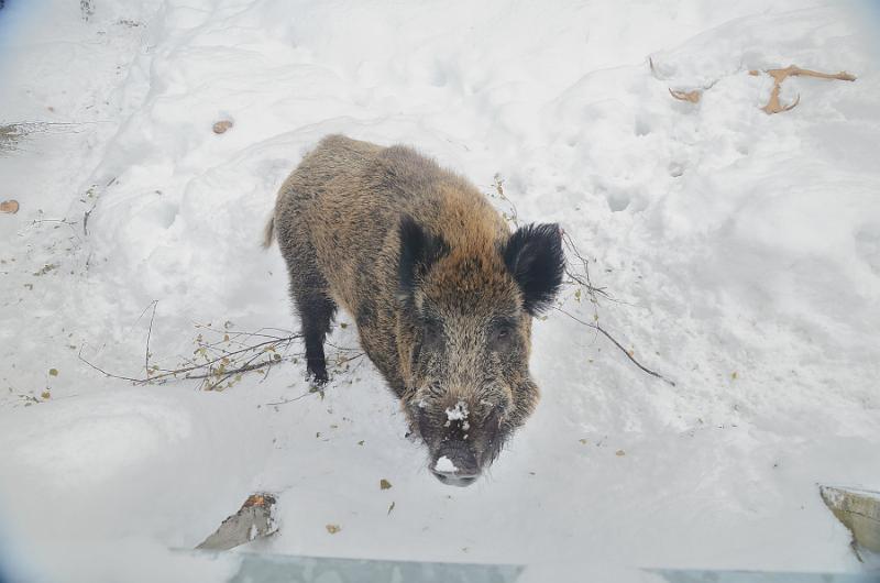 Finland0314.jpg - Ranua Wildlife Park 