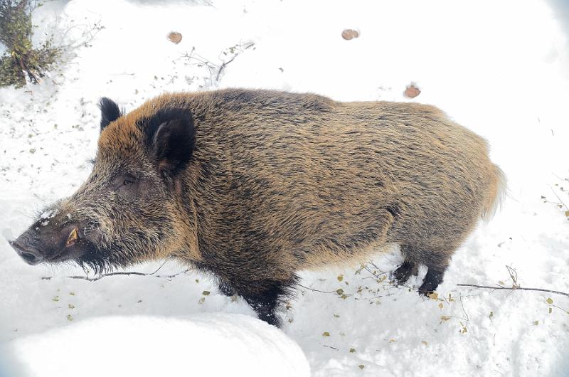 Finland0315.jpg - Ranua Wildlife Park 