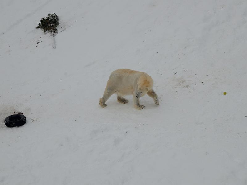 Finland0317.jpg - Ranua Wildlife Park 