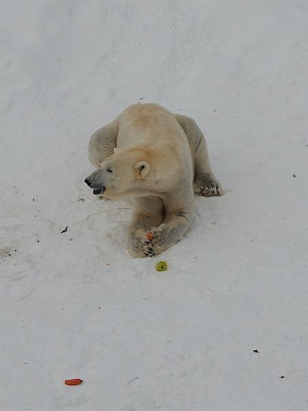 Finland0318.jpg - Ranua Wildlife Park 