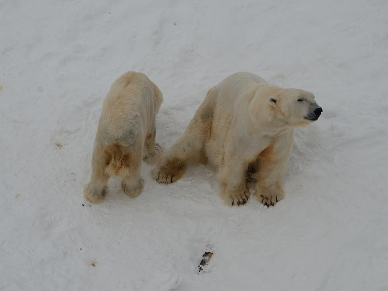 Finland0320.jpg - Ranua Wildlife Park 