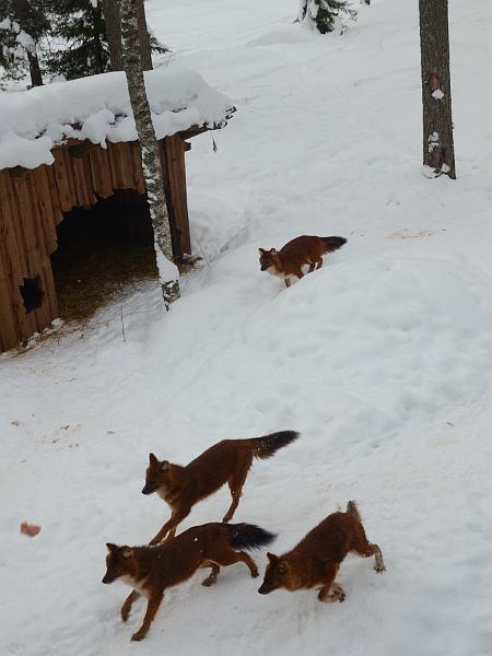 Finland0326.jpg - Ranua Wildlife Park 