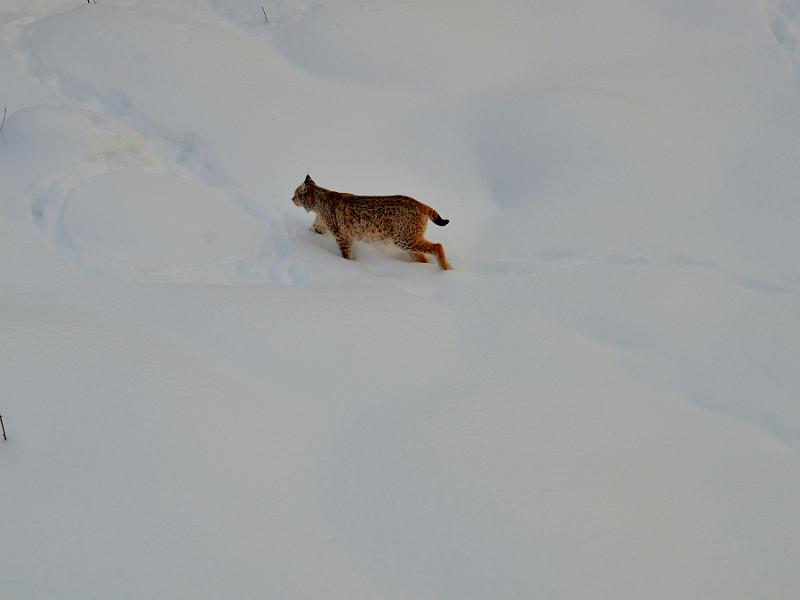Finland0327.jpg - Ranua Wildlife Park 