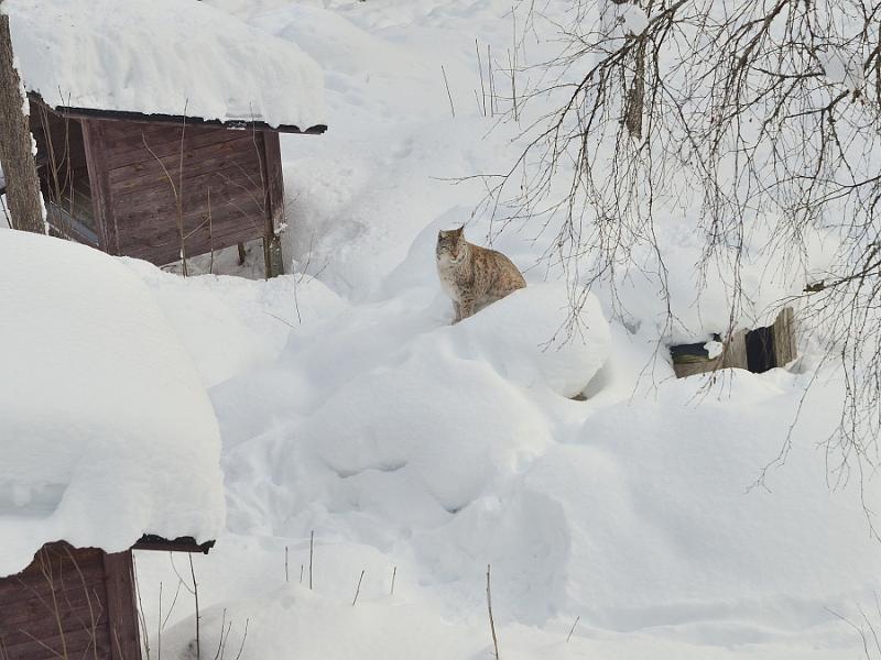Finland0330.jpg - Ranua Wildlife Park 