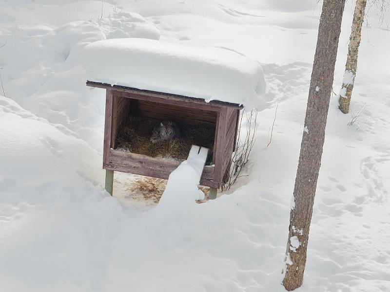 Finland0332.jpg - Ranua Wildlife Park 