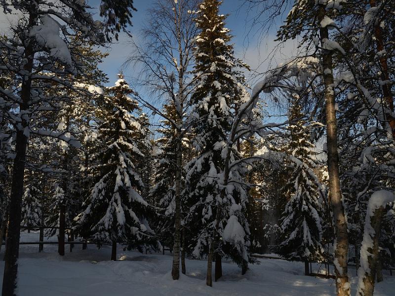 Finland0337.jpg - Ranua Wildlife Park 