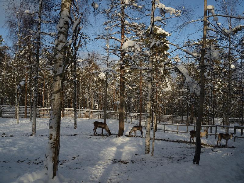 Finland0339.jpg - Ranua Wildlife Park 