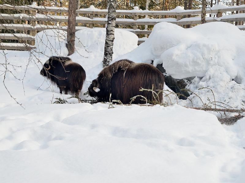 Finland0341.jpg - Ranua Wildlife Park 