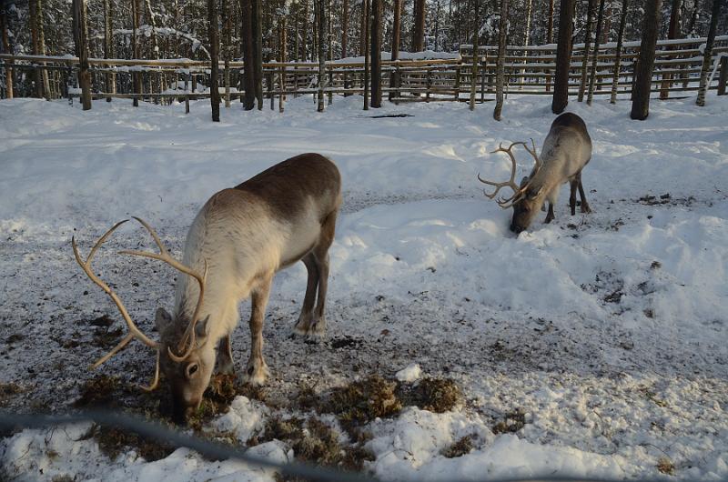 Finland0342.jpg - Ranua Wildlife Park 