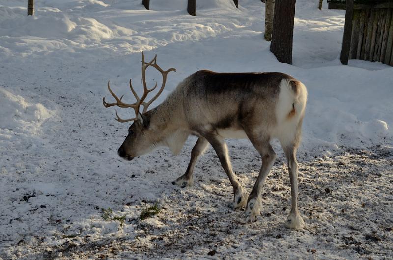 Finland0343.jpg - Ranua Wildlife Park 