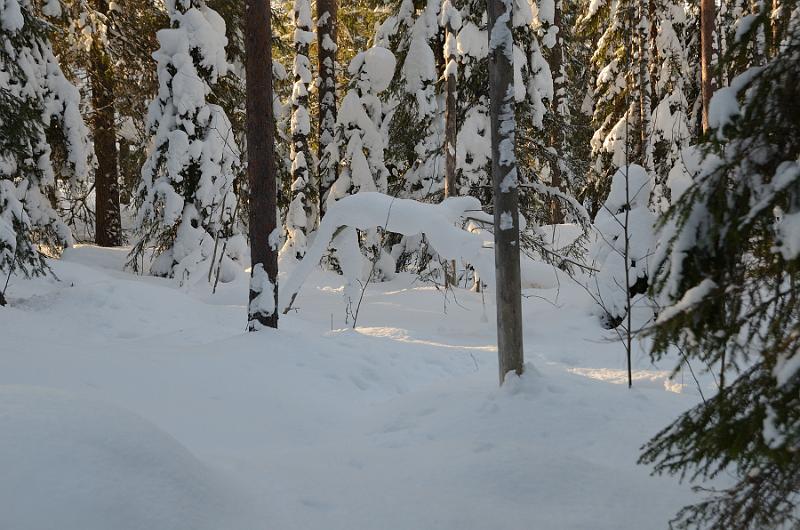 Finland0344.jpg - Ranua Wildlife Park 