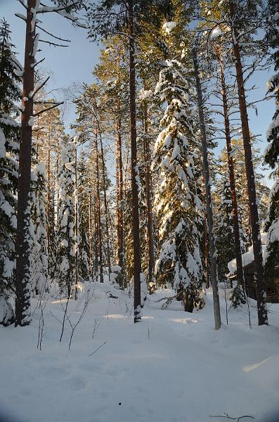 Finland0345.jpg - Ranua Wildlife Park 