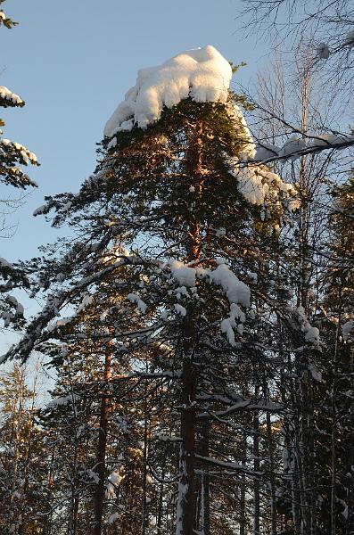 Finland0346.jpg - Ranua Wildlife Park 