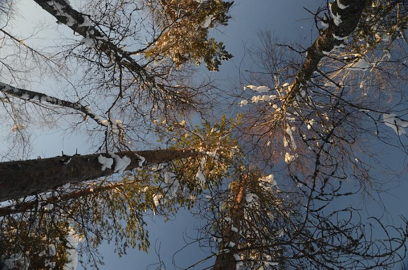 Finland0350.jpg - Ranua Wildlife Park 