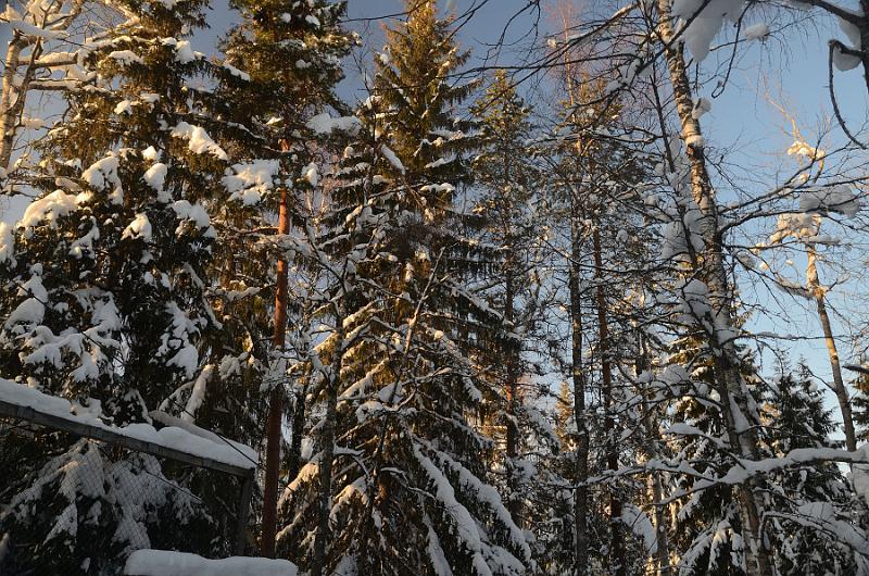 Finland0352.jpg - Ranua Wildlife Park 