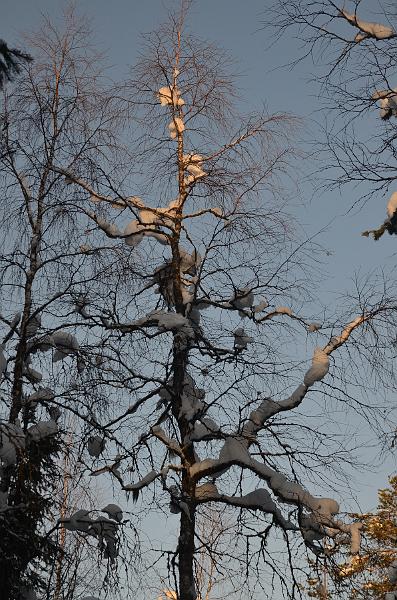 Finland0354.jpg - Ranua Wildlife Park 
