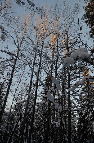 Finland0355.jpg - Ranua Wildlife Park 