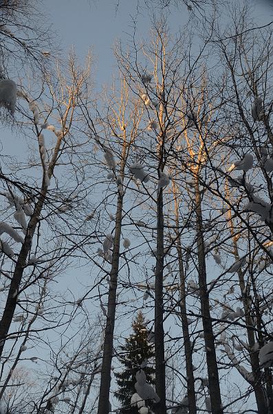 Finland0356.jpg - Ranua Wildlife Park 