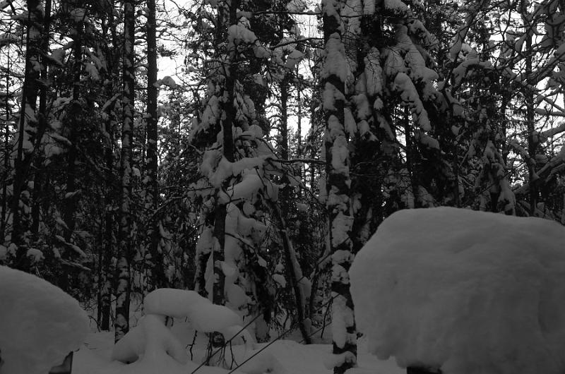 Finland0357.jpg - Ranua Wildlife Park 