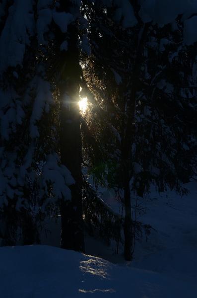 Finland0360.jpg - Ranua Wildlife Park 