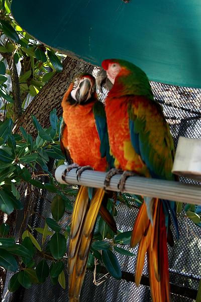 florid3264.JPG - Parrot Park