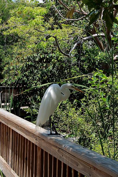 florid3269.JPG - Parrot Park