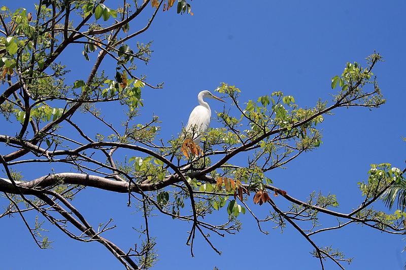 florid3270.JPG - Parrot Park