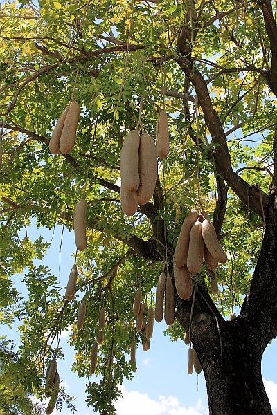florid3276.JPG - Sausage Tree