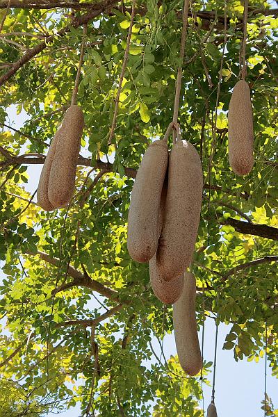 florid3277.JPG - Sausage Tree