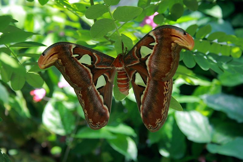 florid3291.JPG - Key West - Butterfly Garden