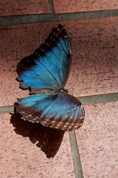 florid3292.JPG - Key West - Butterfly Garden