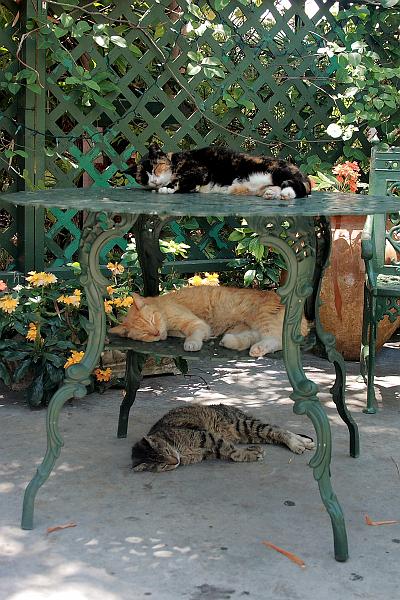 florid3294.JPG - Cats in the Hemingway Museum