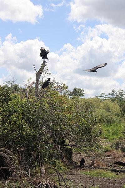 florid3330.JPG - Everglades Park