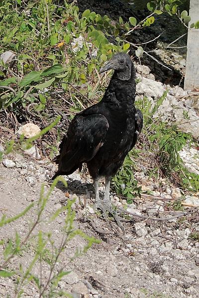 florid3331.JPG - Everglades Park
