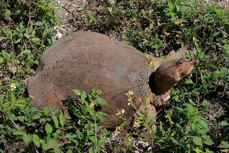 florid3332.JPG - Everglades Park